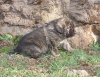 Filename=Barcina.JPG
Filesize=1010KiB
Dimensions=1718x1327
Date added=%903 %09, %2011 Barcina.JPG