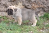 Filename=Berna2.JPG
Filesize=269KiB
Dimensions=800x557
Date added=%364 %10, %2011 Berna2.JPG
