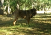 Filename=Circe_15_meses.JPG
Filesize=235KiB
Dimensions=1290x907
Date added=%559 %12, %2012 Circe_15_meses.JPG