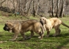 Filename=DSC05137.JPG
Filesize=273KiB
Dimensions=964x693
Date added=%373 %11, %2011 DSC05137.JPG
