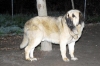 Filename=Ejecutor.jpeg
Filesize=64KiB
Dimensions=800x535
Date added=%453 %15, %2013 Ejecutor.jpeg