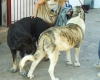 Filename=FILE0305.JPG
Filesize=123KiB
Dimensions=599x480
Date added=%359 %25, %2009 FILE0305.JPG