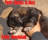Filename=Feliz_navidad.JPG
Filesize=99KiB
Dimensions=744x615
Date added=%883 %19, %2010 Feliz_navidad.JPG