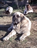 Filename=IMG009~0.jpg
Filesize=377KiB
Dimensions=913x1172
Date added=%484 %27, %2010 IMG009~0.jpg