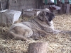 Filename=IMG036.jpg
Filesize=83KiB
Dimensions=637x480
Date added=%485 %27, %2010 IMG036.jpg
