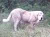 Filename=IMG144m.JPG
Filesize=132KiB
Dimensions=800x594
Date added=%527 %10, %2010 IMG144m.JPG