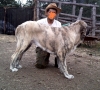 Filename=IMG167p.JPG
Filesize=420KiB
Dimensions=1546x1393
Date added=%398 %22, %2010 IMG167p.JPG