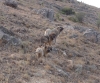 Filename=Las_tres.JPG
Filesize=168KiB
Dimensions=575x480
Date added=%425 %09, %2009 Las_tres.JPG