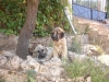 Filename=Linaza_y_hada.JPG
Filesize=161KiB
Dimensions=640x480
Date added=%427 %09, %2009 Linaza_y_hada.JPG