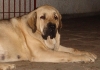 Filename=Loba_16_mes.JPG
Filesize=57KiB
Dimensions=761x537
Date added=%816 %28, %2010 Loba_16_mes.JPG
