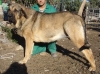 Filename=Yeza.JPG
Filesize=342KiB
Dimensions=1024x759
Date added=%448 %13, %2010 Yeza.JPG
