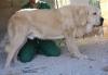 Filename=akiles_8,5_meses.JPG
Filesize=164KiB
Dimensions=1024x716
Date added=%445 %13, %2010 akiles_8,5_meses.JPG