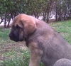 Filename=cabeza2.jpg
Filesize=56KiB
Dimensions=516x480
Date added=%399 %30, %2009 cabeza2.jpg