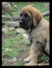 Filename=cachorrayezahimbo.jpg
Filesize=92KiB
Dimensions=609x800
Date added=%337 %31, %2011 cachorrayezahimbo.jpg