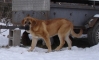 Filename=canelo1~0.JPG
Filesize=66KiB
Dimensions=448x272
Date added=%369 %25, %2009 canelo1~0.JPG