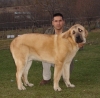 Filename=canelo_9_meses.JPG
Filesize=56KiB
Dimensions=340x336
Date added=%369 %25, %2009 canelo_9_meses.JPG