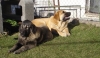 Filename=canelo_y_tizona_6_meses.JPG
Filesize=122KiB
Dimensions=640x377
Date added=%317 %21, %2009 canelo_y_tizona_6_meses.JPG