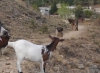 Filename=con_cabras.JPG
Filesize=229KiB
Dimensions=800x586
Date added=%424 %09, %2009 con_cabras.JPG
