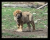 Filename=e56ur76i567i67.jpg
Filesize=105KiB
Dimensions=800x636
Date added=%337 %31, %2011 e56ur76i567i67.jpg