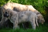 Filename=hada,2mes,12kg.jpg
Filesize=252KiB
Dimensions=900x602
Date added=%297 %20, %2009 hada,2mes,12kg.jpg