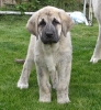 Filename=hada_70_dias.JPG
Filesize=145KiB
Dimensions=560x607
Date added=%296 %20, %2009 hada_70_dias.JPG