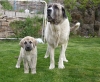 Filename=orco_y_hada2.JPG
Filesize=716KiB
Dimensions=1417x1172
Date added=%299 %20, %2009 orco_y_hada2.JPG