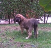 Filename=trasera.jpg
Filesize=61KiB
Dimensions=507x480
Date added=%400 %30, %2009 trasera.jpg