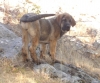 Filename=yeza2.JPG
Filesize=172KiB
Dimensions=578x480
Date added=%426 %09, %2009 yeza2.JPG