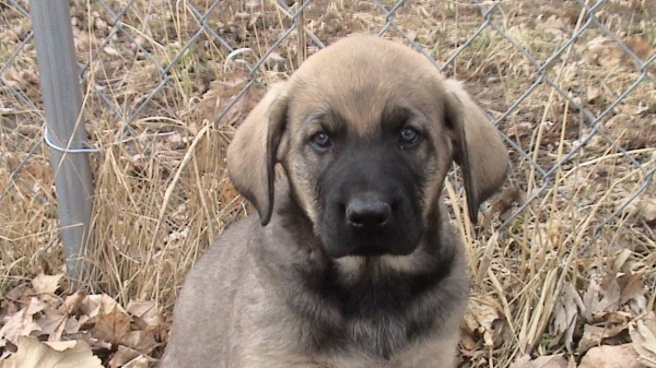 Abigail
 Abigail (Athena) She's my first Spanish Mastiff. They are an amazing breed.

Moses de Babia x Delilah Tornado Erben
07.02.2009
Keywords: abigail