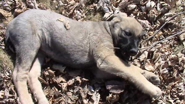 Abigail
Just chillin

Moses de Babia x Delilah Tornado Erben
07.02.2009
关键词: abigail