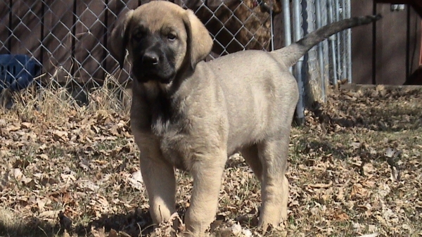 Abigail 8 weeks old
This was taken the day I brought her home.

Moses de Babia x Delilah Tornado Erben
07.02.2009

Keywords: abigail