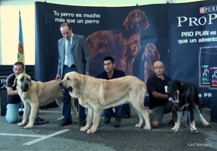 Monográfica AEPME, Santa Cruz de Bezana 03.09.2011
Cachorros Machos:
MB1º BARUZ de Puerto Canencia, MB 2º PEGASO de Bao La Madera, MB 3º NUMA de Cerro del Viento
Keywords: 2011