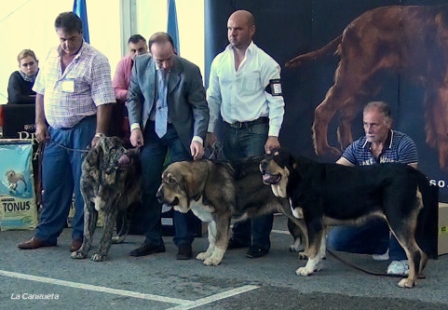 Monográfica AEPME, Santa Cruz de Bezana 03.09.2011
Cachorros Hembra:
MB 1ª BRUMA de Filandón, MB 2ª SENDA de Laciana, MB 3ª RONA de Vega de Rio Miera
Trefwoorden: 2011