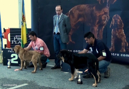 Monográfica AEPME, Santa Cruz de Bezana 03.09.2011
Muy Cachorros Hembra
MB 1ª DUNA NEGRA de Puerto Canencia, MB2ª AFRICA de La Rabiza
Keywords: 2011