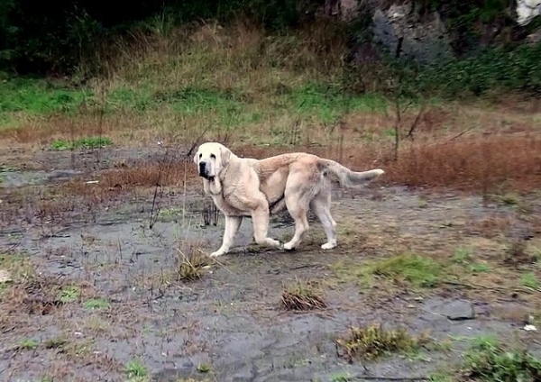 Bach olisqueando por la playa
