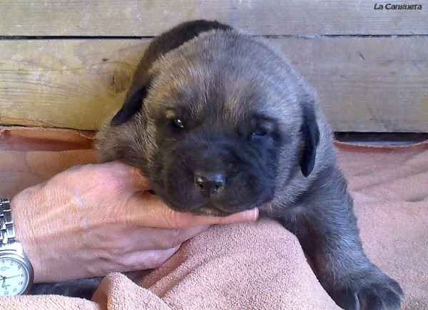 Puppy from La Cangueta
(Triana del Molino de La Roma x Wilki de Bao La Madera)
