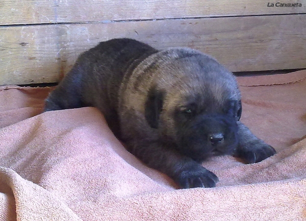 Puppy de La Cangueta
(Triana del Molino de La Roma x Wilki de Bao La Madera)
