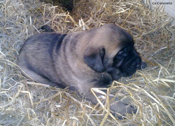 Borrasca de La Cangueta
Triana del Molino de La Roma x Wilki de Bao La Madera
