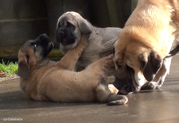 Mamá siempre atenta
Triana, Borrasca y Bimba
