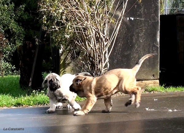 Al ataqueeeee !!
Bimba y Borrasca jugando
