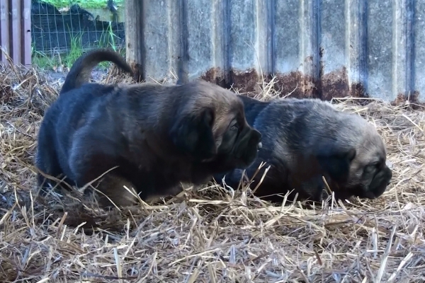 Borrasca y Bimba de La Cangueta
(Triana del Molino de La Roma X Wilki de Bao La Madera
