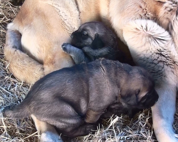 Siesta tras el desayuno /Siesta after breakfast
