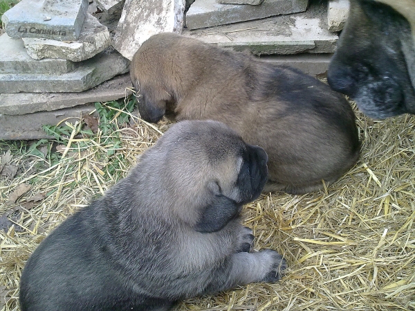 Triana, Bimba y Borrasca
Triana controlando a sus hijas
