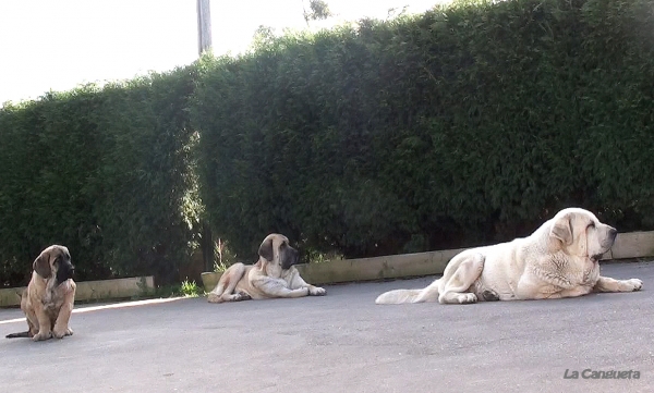 ¡Algo pasa por arriba!
Dos adultos y una cachorra vigilando ruidos extraños en la entrada
