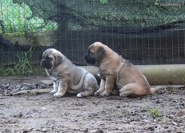 Bimba y Borrasca de La Cangueta
6 weeks old (Triana del Molino de la Roma x Wilky de Bao La Madera)
