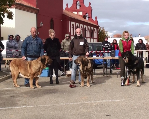 Abierta Hembras:‎1ª Montaña de Babia, 2ª Ch. Brisa de Filandón, 3ª Agata de Tierra de Orbigo - Mansilla de Las Mulas, León, 07.11.2010
Concurso del campeonato de León 2010 organizado por SOCALE el 7 de noviembre de 2010 en Mansilla de Las Mulas.
Keywords: 2010