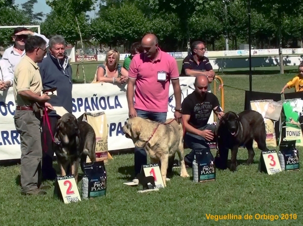 Cachorras Hembras: Mb 2ª Lina de Fonteferra, Mb 1ª Leitza de Anaise, Mb 3ª Princesa de la Portiecha - Veguellina de Órbigo, León, Spain (AEPME), 24.07.2010
Keywords: 2010