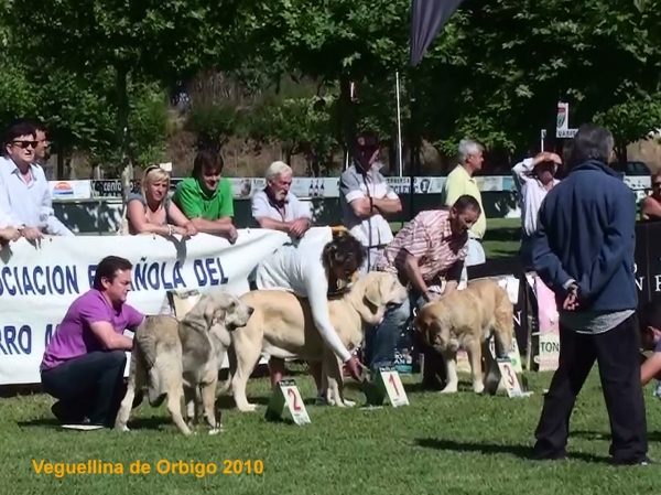 Cachorros Machos: MB 2º Molinero de Hazas de Cesto, MB 1º Winoco de Fonte Xunquera, MB 3º Califa del Valle del Pisueña - Veguellina de Órbigo, León, Spain (AEPME), 24.07.2010
Keywords: 2010