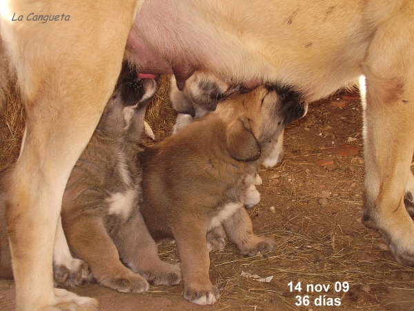 Cachorros 36 días mamando
