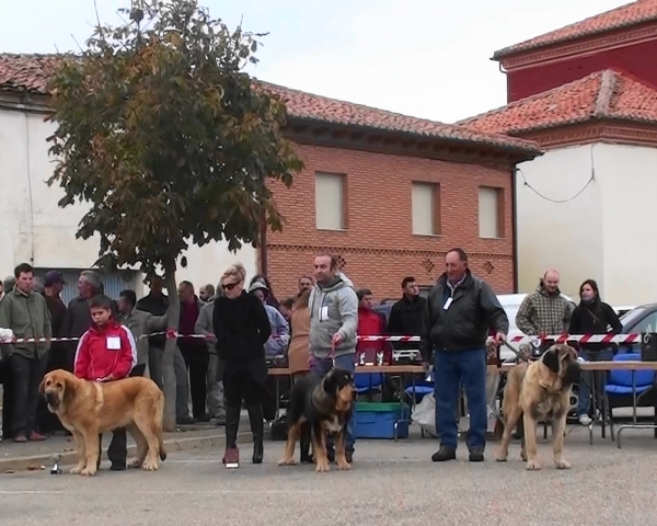 Cachorros Macho - Mansilla de Las Mulas, León, 07.11.2010
Concurso del campeonato de León 2010 organizado por SOCALE el 7 de noviembre de 2010 en Mansilla de Las Mulas.
2º Dallas de Tierra de Orbigo
1º Pipo
3º Davo de Cueto Negro
Keywords: 2010